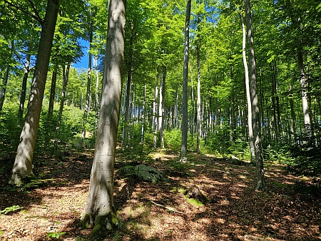 Jaronínská bučina