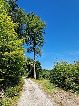 Jaronínská bučina
