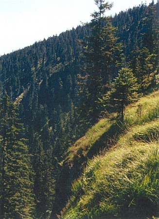 Skalní stupně ve stěně Černého jezera s porosty třtiny chloupkaté (Calamagrostis villosa)