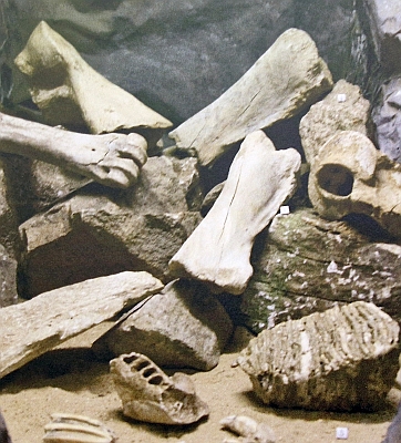 Archeologické nálezy kostí zvířat z Dobrkovické jeskyně