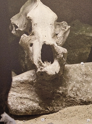 Archeologické nálezy kostí zvířat z Dobrkovické jeskyně