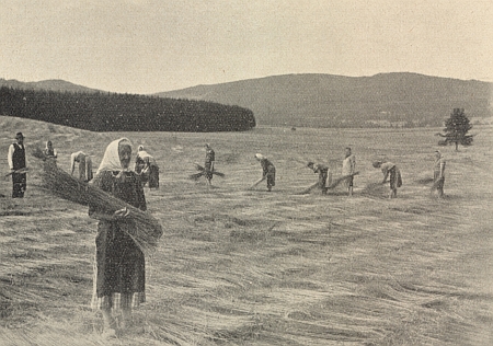 Pokládání lněných stonků k rosení na poli u Přední Štifty (dnes Bližší Lhota), kde ještě v roce 1946 pracovala lnárna a on v ní