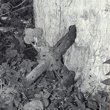 Na hřbitově v Pohoří na Šumavě vrostl jeden z poražených náhrobních křížů do stromu jako symbol trvání a zkázy