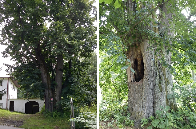 Památná lípa v Radslavi má úctyhodný obvod kmene, činí 634 centimetrů