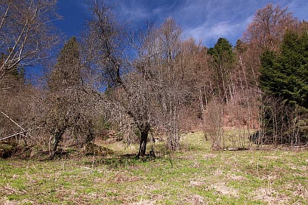 Osiřelé jabloně a velká lípa v údolí Pěkného potoka