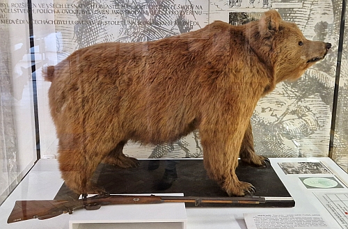 Současný snímek (2025) medvědice, umístěné v exopzici na zámku Ohrada v Hluboké nad Vltavou spolu s puškou střelce Johanna Jungwirtha
