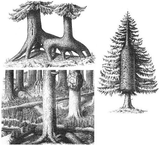 Tři kresby, kterými vratislavský lékárník Müncke doprovodil zprávu Juliuse Göpperta (1800-1884) o pralese na Boubíně