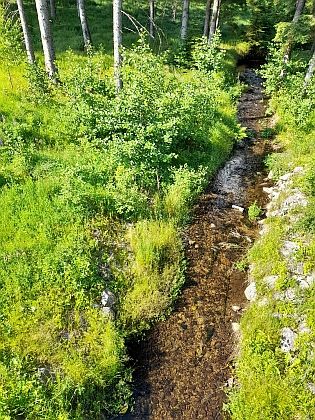 Smrčinský potok a zarostlé základy Herbstova mlýna (Höfenkrügmühle či Hefenkriegmühle), který na něm stával a kde byl jeho otec mlynářským mistrem