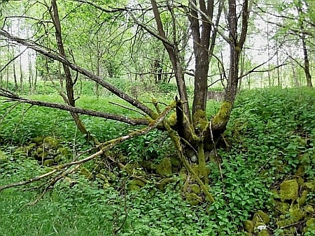 Smrčinský potok a zarostlé základy Herbstova mlýna (Höfenkrügmühle či Hefenkriegmühle), který na něm stával a kde byl jeho otec mlynářským mistrem