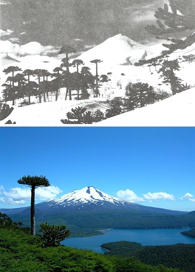 Lyžařský ráj při sopce Llaima (3060 m) na jihu Chile s araukáriemi v popředí, zvanými také "paraguas", tj. deštníky