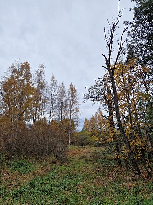 Dnešní přírodní rezervace Rašeliniště Borková u zaniklého Kyselova