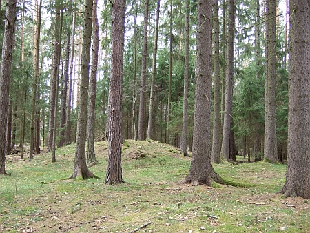 Mohyly z doby halštatské a laténské v lese Kopřivna