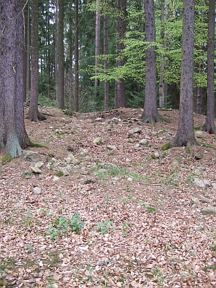Mohyly z doby halštatské a laténské v lese Kopřivna