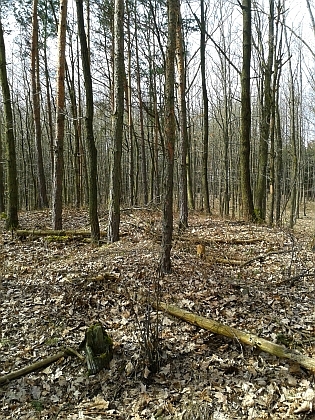 Mohyly v Kotlovském lese na snímcích z roku 2016