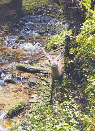 Nečekané setkání na potoce Wunderbach