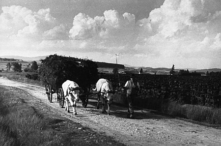 Na cestě z Dolní Borkové (Mayerbach) do Horní Borkové (Fleißheim)
podél rašeliniště se stopami těžby, foto Josef Seidel