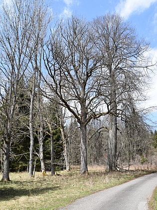 Někdejší Kozí Stráň na snímcích z roku 2021, stromy vpravo jsou podle leteckých snímků původní (viz i Hans Lepschy)