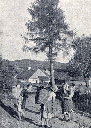 Z někdejšího Glaserwaldu (dnes zaniklá Skelná), zachyceném jako pozadí rozpravy tří sběraček brusin,
 pocházela jeho matka a teta, od níž slýchával v dětství šumavská lidová vyprávění