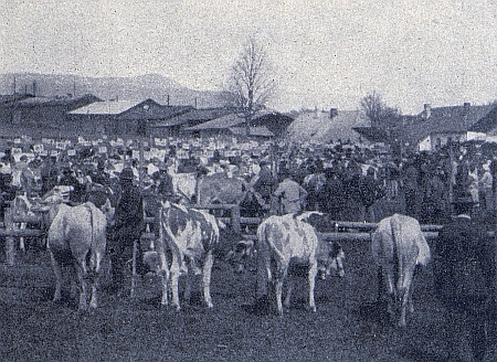 Dobytčí trhy ve Volarech v roce 1930 na snímku Josefa Seidela