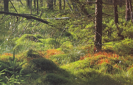 Rašeliniště u zaniklého Multerbergu, kde má původ další z jím přetištěných pověstí
(Čarodějky na křížové cestě), je dnes přírodní památkou