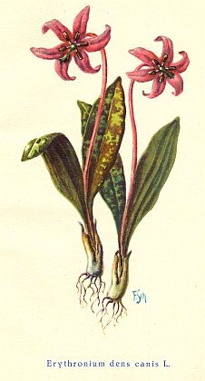 Titulní ilustrace ke knize Antona Tannicha Flora von Böhmen (1928) nese jeho signaturu