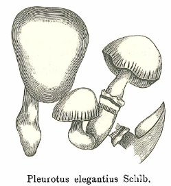Záhlaví, první odstavec a jedna z ilustrací k jeho pojednání