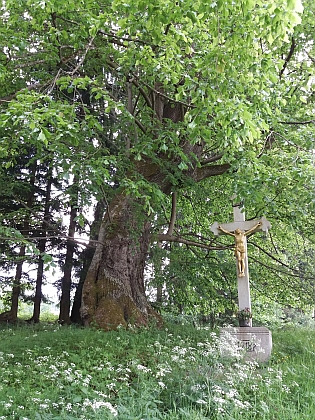 Staletá lípa v zaniklé Běleni