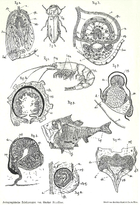 Jeho kresby ke studii zveřejněné roku 1906 ve Vídni