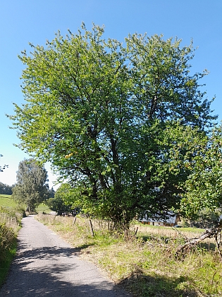 Cesta ze Srní do Sedla