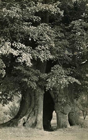 Lípa v Běleni, vysazená kolem roku 1200, na meziválečné pohlednici krumlovského fotoateliéru Wolf...