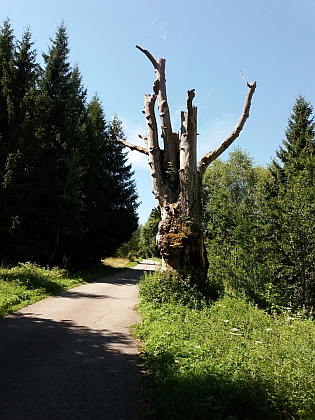 Mohutný uschlý strom při silnici mezi Stožcem a Novým Údolím musel být svědkem nejen bojů s pytláky