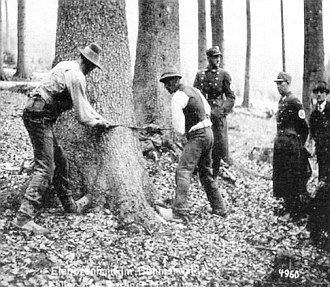 Jedle z Boubínského pralesa pro 1. máj v Berlíně 1939: seriál snímků