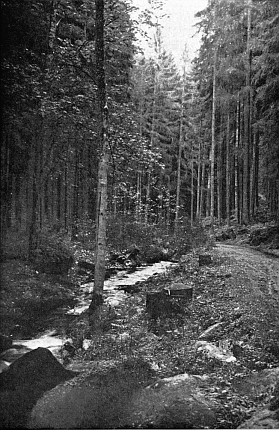 Partie na Boubínském potoce nedaleko Řepešína na pohlednici Josefa Seidela, nazvané "Partie aus dem Altsägebachtal"