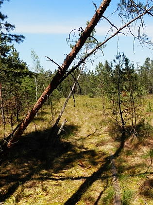 Červené blato u Jiříkova Údolí