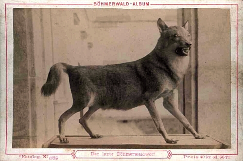 ... a údajně poslední vlk na Šumavě, kterého skolil 2. prosince roku 1874 na Světlé hoře (pohlednice z cyklu "Böhmerwald-Album", Verlag M. Kopecký, tedy autor snímku Johann Kopecký)