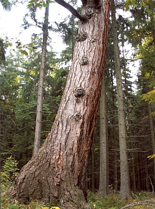 Modřín v Medvědím lese u Zadní Zvonkové je obvodem kmene 520cm druhým nejsilnějším v Čechách